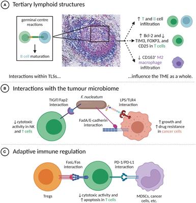 Delineating spatial cell-cell interactions in the solid tumour microenvironment through the lens of highly multiplexed imaging